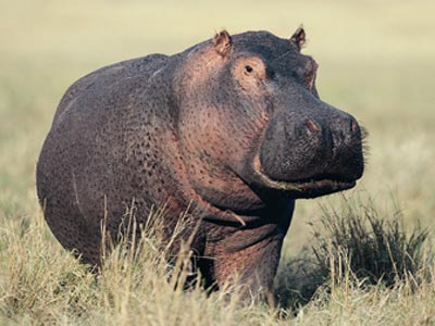 Dangerous Hippo